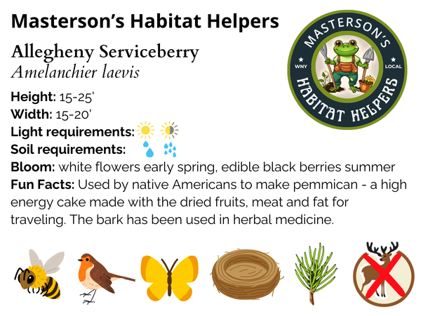 Allegheny Serviceberry