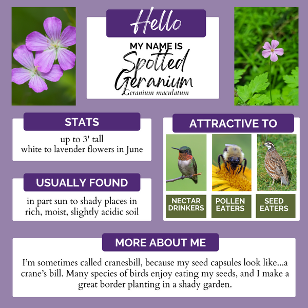 Wild Geranium