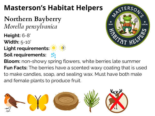 Northern Bayberry