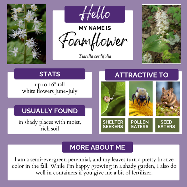 Foamflower