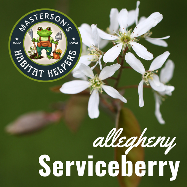 Allegheny Serviceberry