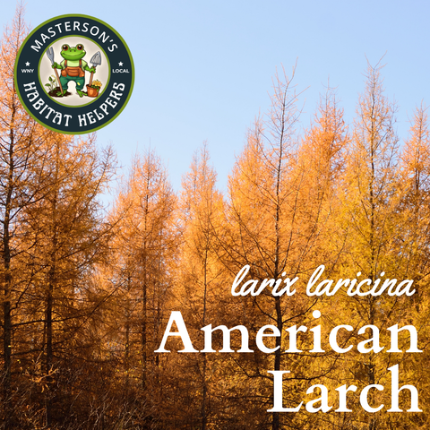 Eastern Larch