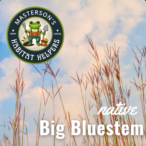 Big Bluestem Grass 1 gal