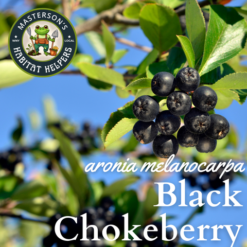 Black Chokeberry