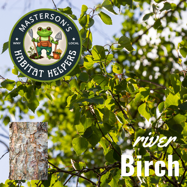 River Birch