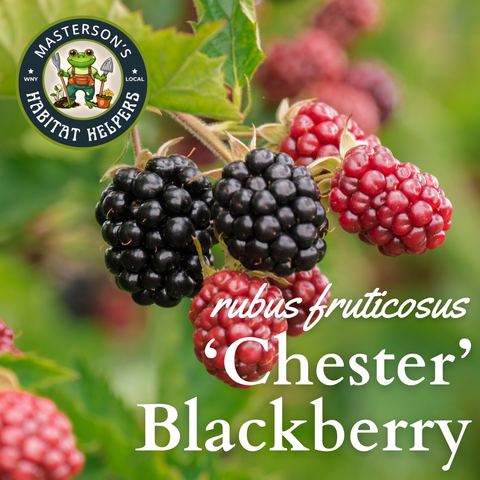 Thornless Blackberry 'Chester'