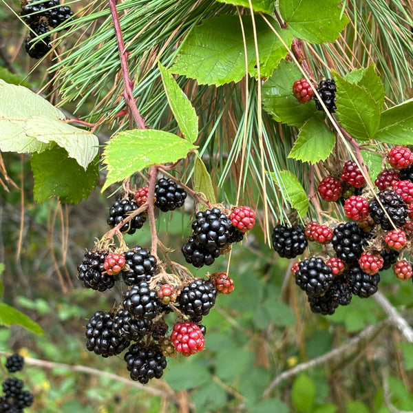 Blackberries on a branch with green leaves and pine needles in the background