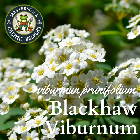 Blackhaw Viburnum