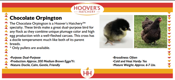 Baby Chicks PRE-ORDER