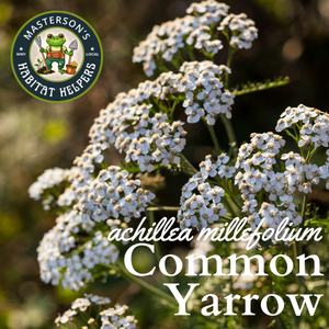 Common Yarrow