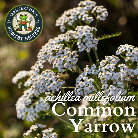 Common Yarrow