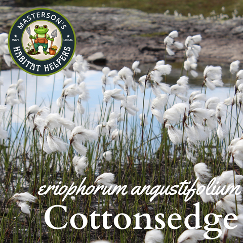 Cotton Grass