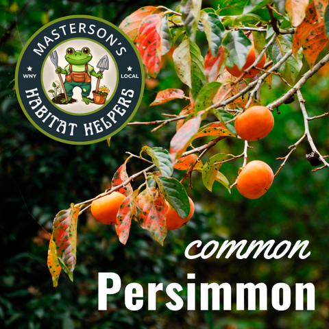 Common Persimmon