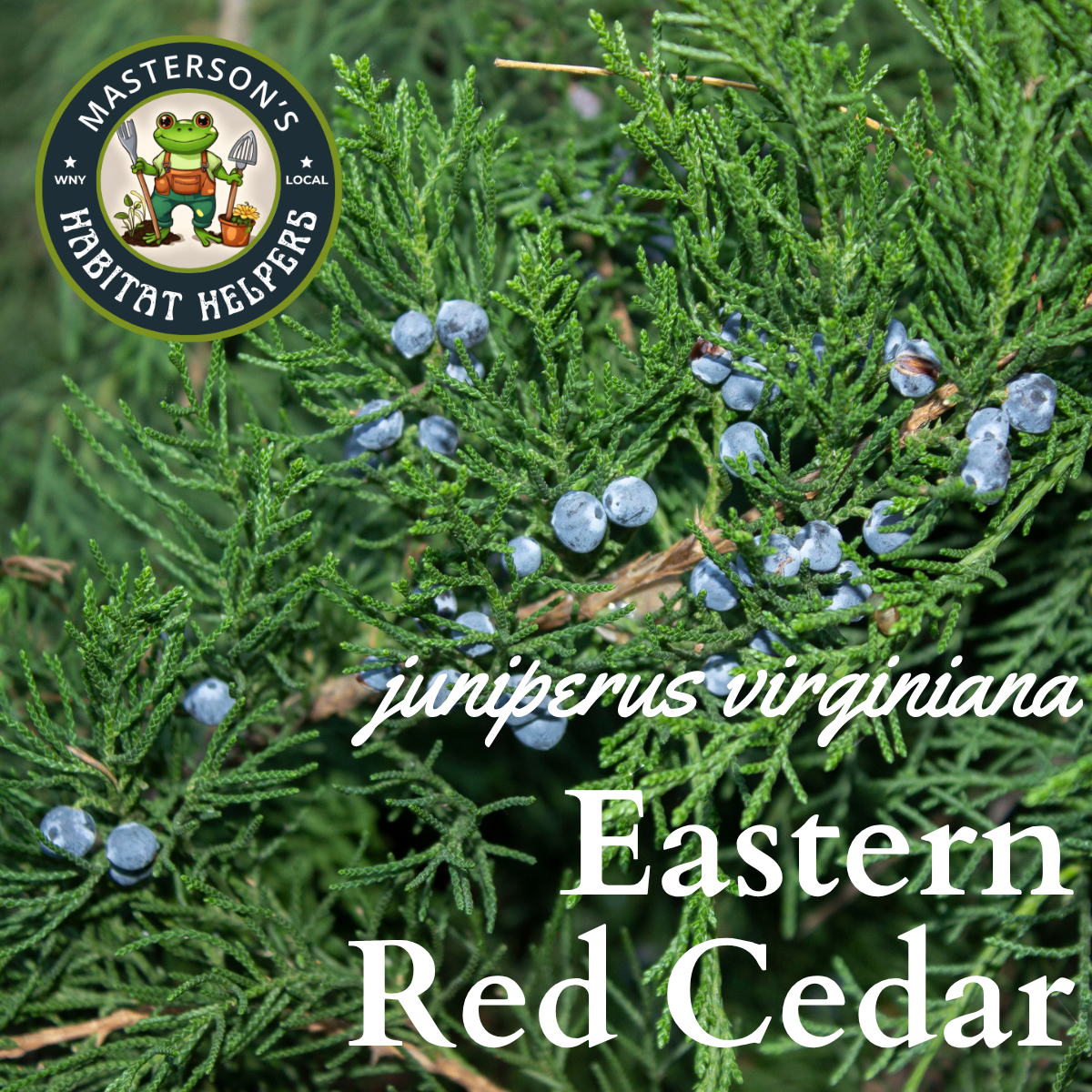 Eastern Red Cedar