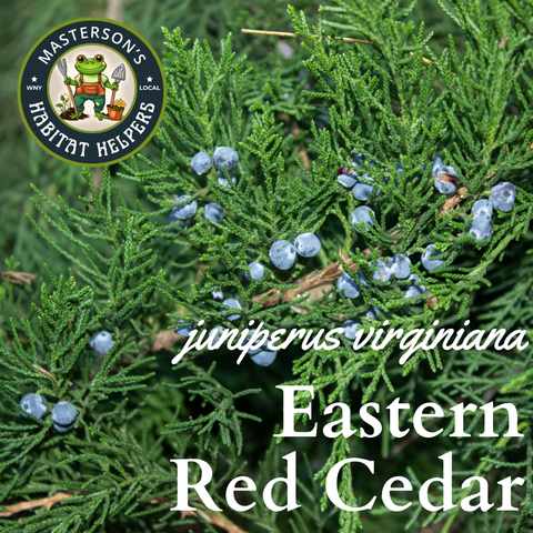 Eastern Red Cedar