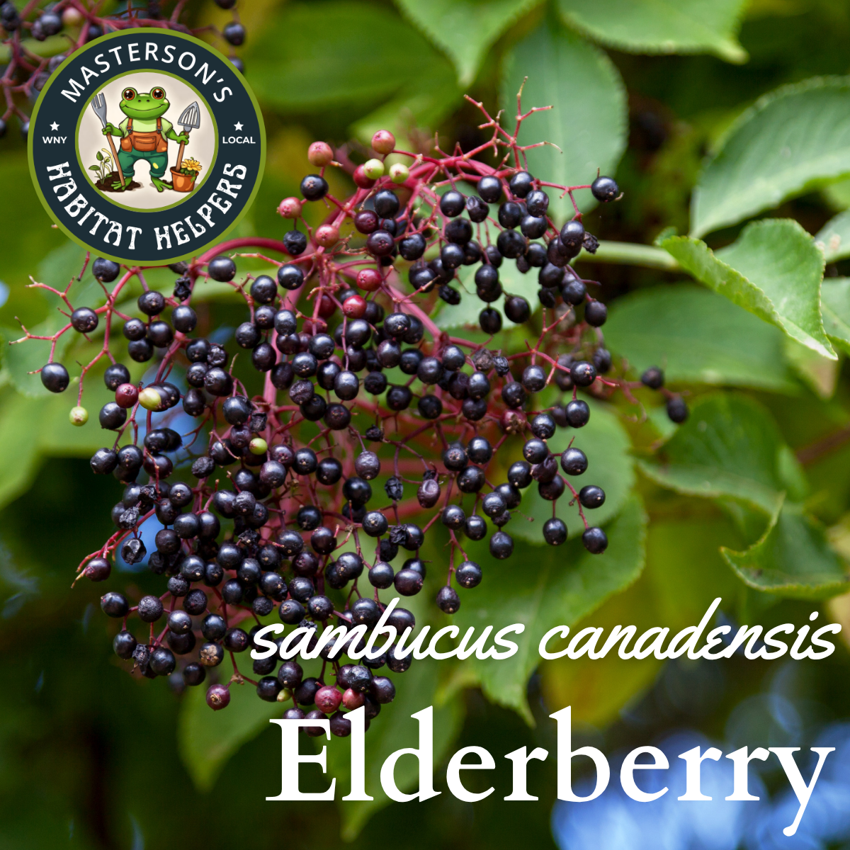 American Elderberry