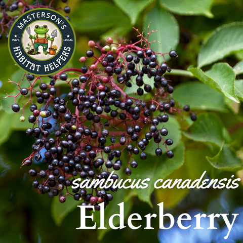 American Elderberry