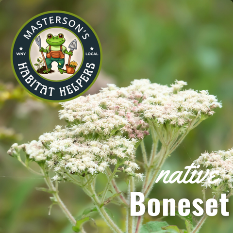 Boneset 2 gal