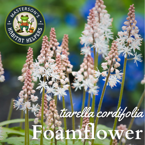 Foamflower