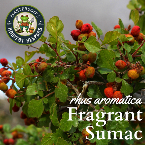 Fragrant Sumac