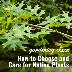 Garden Class - How to Choose and Care for Native Plants