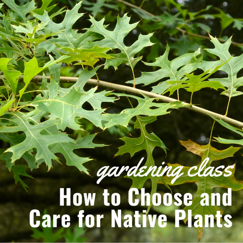 Garden Class - How to Choose and Care for Native Plants
