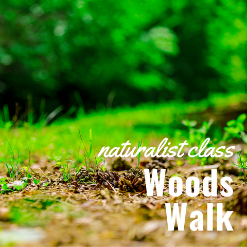 Naturalist Class - Woods Walk and Plant ID