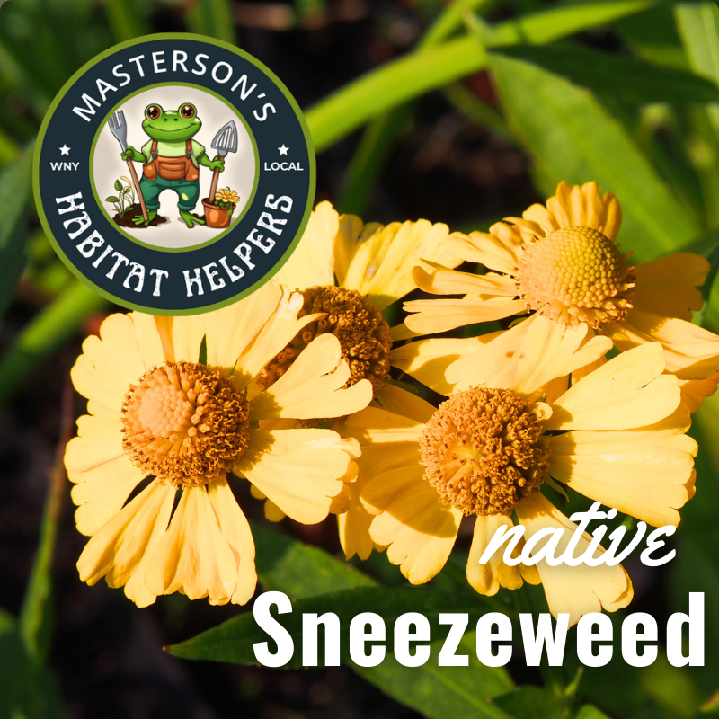 Sneezeweed 2gal