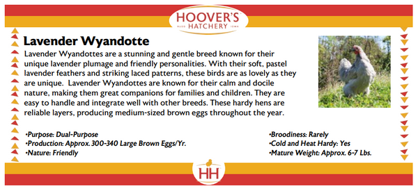 Baby Chicks PRE-ORDER