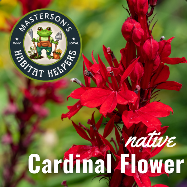 Cardinal Flower 1 gal