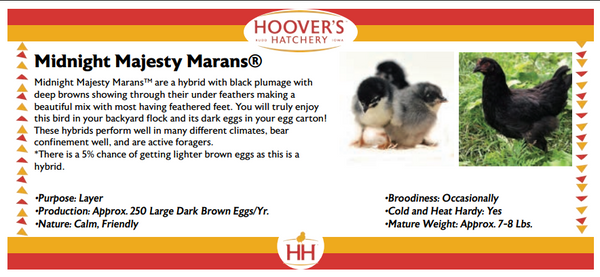 Baby Chicks PRE-ORDER