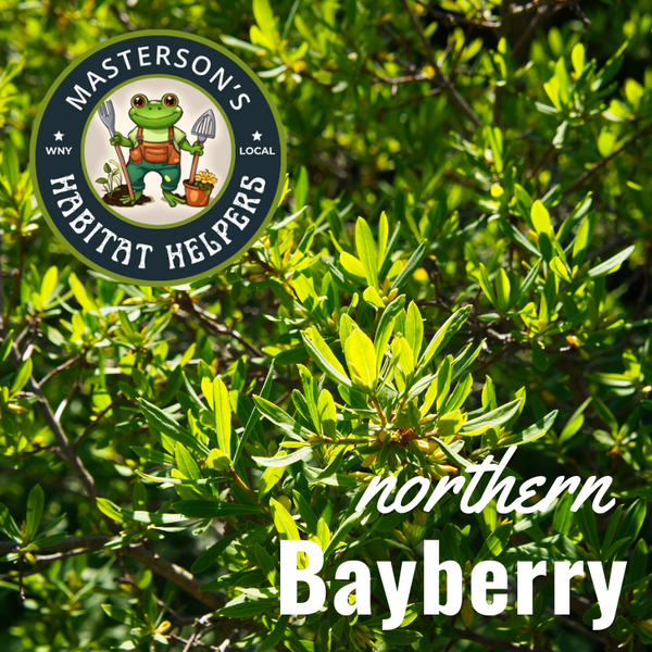 Northern Bayberry