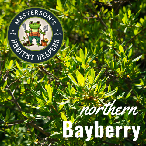 Northern Bayberry