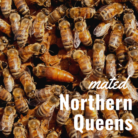Queen Bee Northern