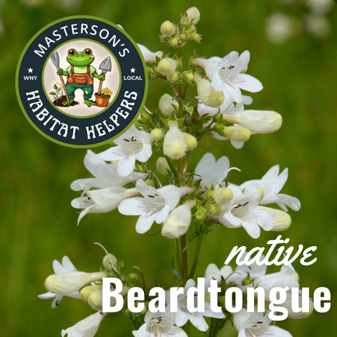 Beardtongue  1 gal