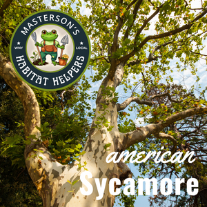 American Sycamore