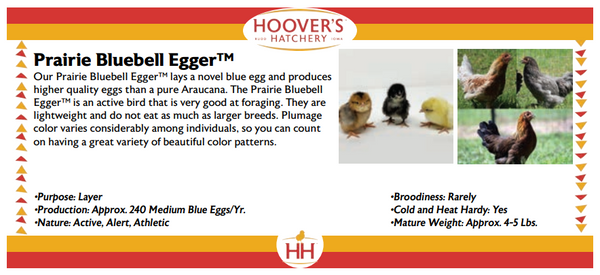 Hoover's Hatchery Prairie Bluebell Egger product description with images of chickens.