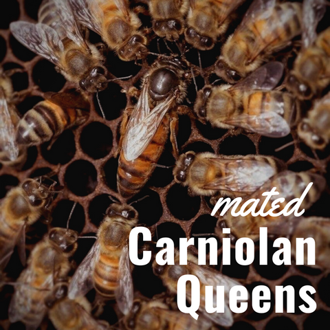Queen Bee Carniolan