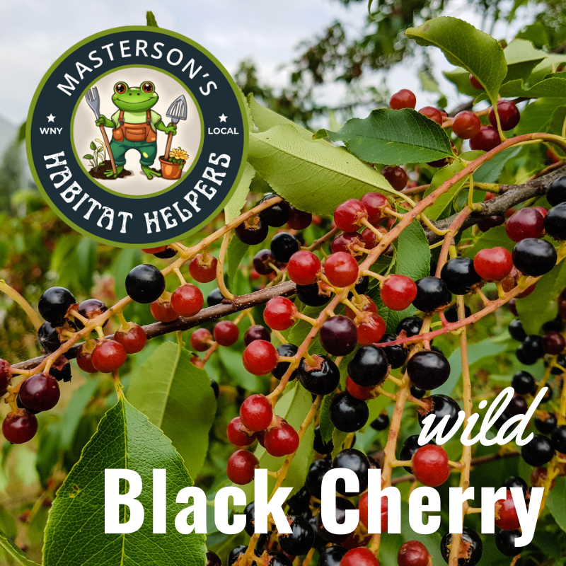 Wild Black Cherry