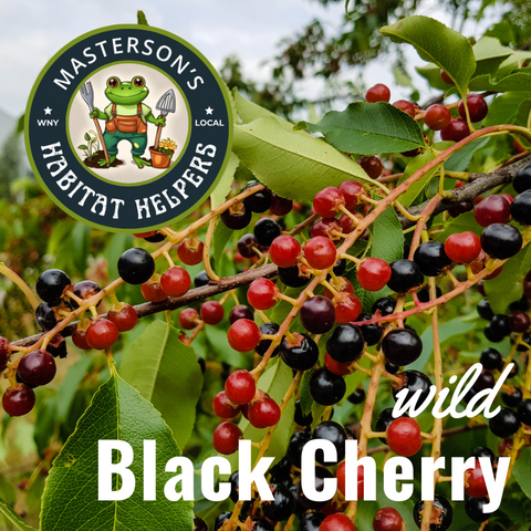 Wild Black Cherry