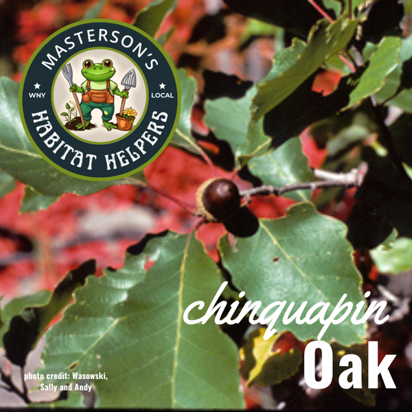 Chinquapin Oak