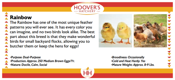 Hoover's Hatchery advertisement for Rainbow chickens with text and images of chicks and a flock.