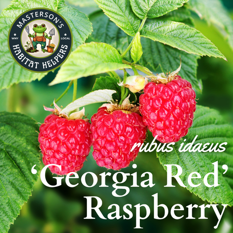 Thornless Raspberry 'Georgia Red'