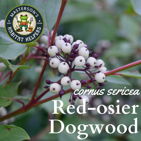 Red-Osier Dogwood