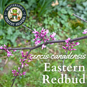 Eastern Redbud