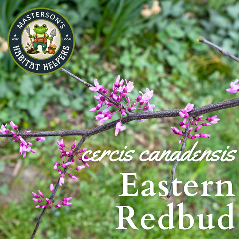 Eastern Redbud