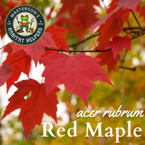 Red Maple
