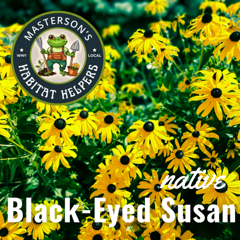 Black-Eyed Susan 1 gal