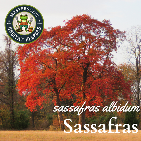Sassafras