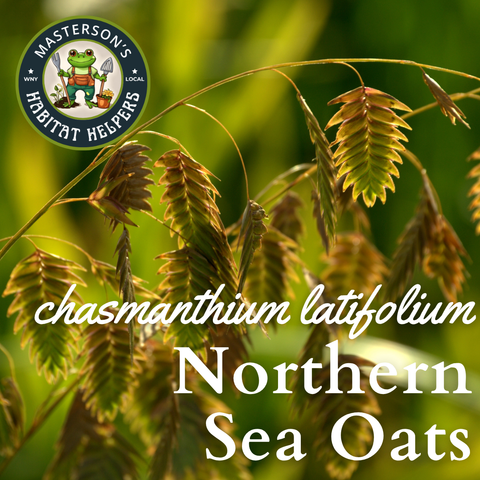 Northern Sea Oats